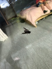 Tabanidae