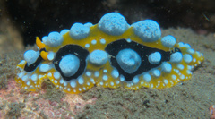 Phyllidia ocellata