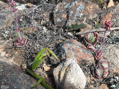 Crassula tomentosa