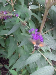 Macroglossum stellatarum