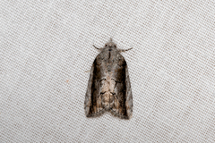 Etanna clopaea