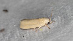Earias chlorodes