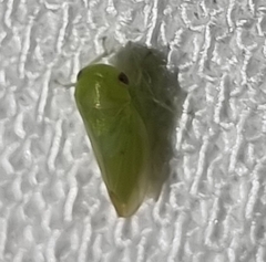 Batracomorphus