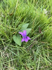 Viola philippica