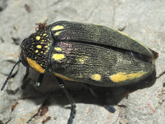 Sternocera orissa orissa