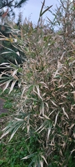 Pseudosasa japonica
