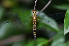 Hydrobasileus brevistylus