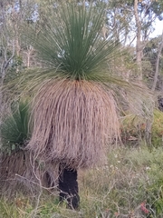 Xanthorrhoea preissii