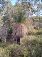 Xanthorrhoea preissii