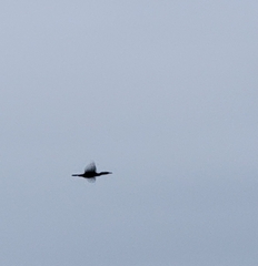 Phalacrocorax carbo hanedae