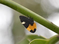 Phyllotropis cingulata