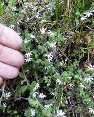 Scaevola hookeri