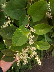 Reynoutria × bohemica