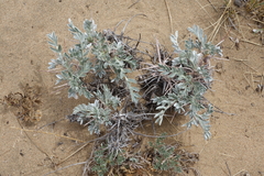 Oxytropis tragacanthoides