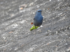 Phoenicurus fuliginosus
