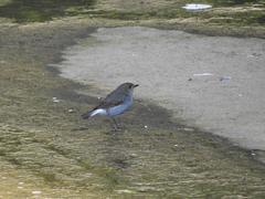 Phoenicurus fuliginosus