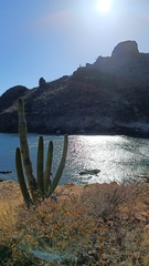 Stenocereus thurberi