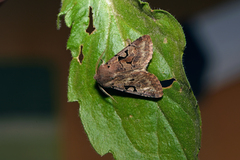 Orthosia gothica