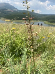 Merwilla plumbea