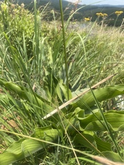 Merwilla plumbea