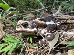 Rhinella icterica