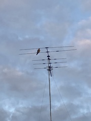 Falco longipennis