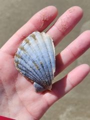 Pecten novaezelandiae