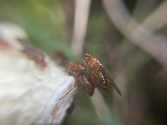 Dryomyzidae