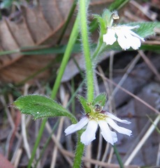 Scaevola hookeri