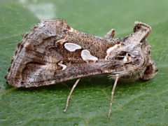 Chrysodeixis argentifera