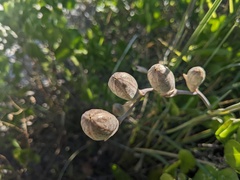 Gladiolus gueinzii