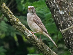 Crithagra gularis endemion