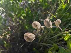 Gladiolus gueinzii
