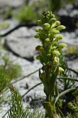 Disa sabulosa