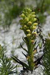 Disa sabulosa