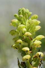 Disa sabulosa