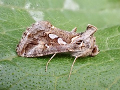 Chrysodeixis argentifera