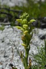 Disa sabulosa