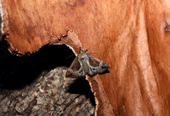 Hypena crassalis