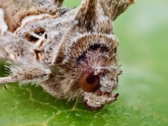 Chrysodeixis argentifera