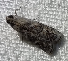 Cryptoblabes hemigypsa