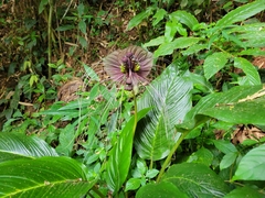 Tacca