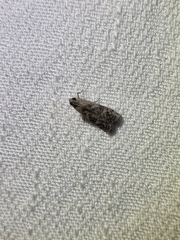 Cryptoblabes hemigypsa