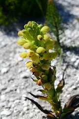 Disa sabulosa