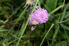 Syngrapha interrogationis