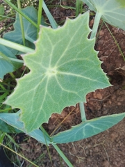 Senecio oxyriifolius