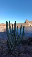 Stenocereus thurberi