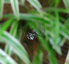Leucauge argentina
