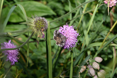 Syngrapha interrogationis