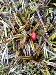 Astelia linearis
